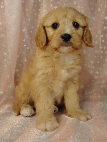Male Cavachon puppy for sale #23 Born February 8th, 2012